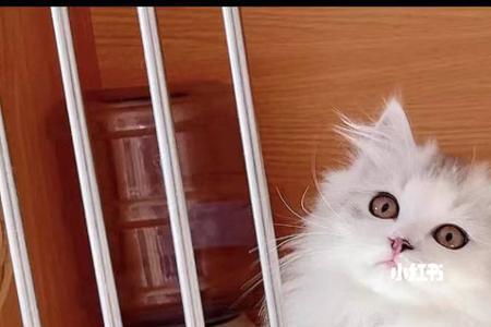 高地长毛猫有什么缺陷