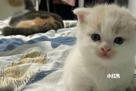 乳白英短猫母猫怎么配