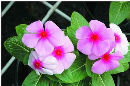 棒椿糖长春花一般多高分枝