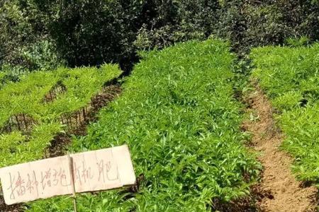 魔芋种植长得慢是什么原因