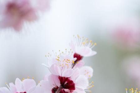 杏花的雅称