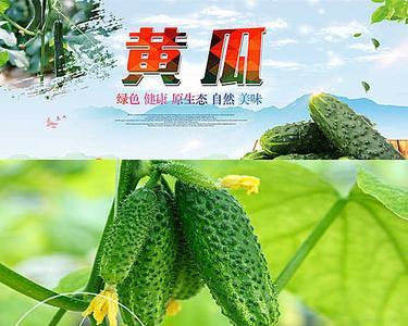 秋瓜的属性
