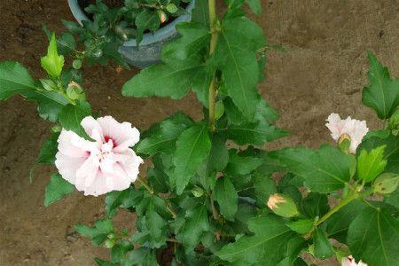 重瓣木芙蓉是怎样繁殖的