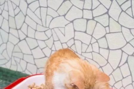 猫为什么踢饭盆