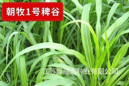 稗草的种子能吃吗