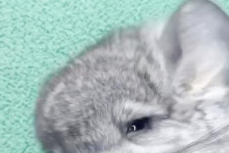 龙猫能吃白萝卜吗