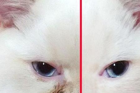 猫眼睛怎么分