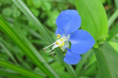 竹节草需要种在土里吗