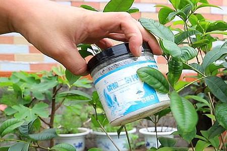 桂花的嫩芽可以制茶吗