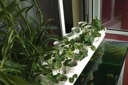 80升水没过滤能养几条鱼