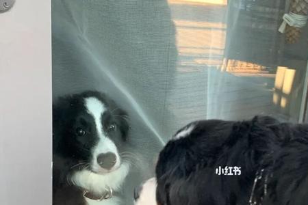 伯恩山犬跟边牧有什么渊源吗