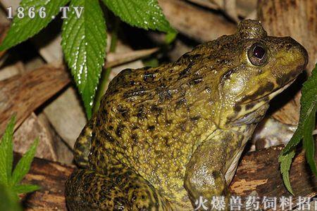 虎纹蛙养殖成本分析