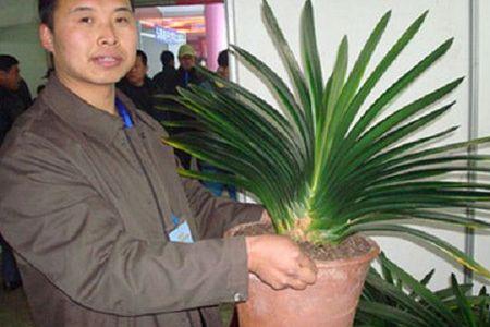 芝麻饼水能浇君子兰吗