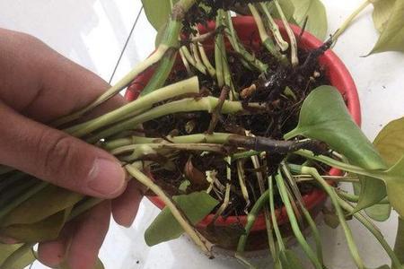 绿萝长出很长的藤发根是啥季节