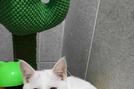 领养十一个月的猫需要注意什么