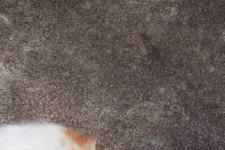 猫眼睛的那层保护膜为啥会脱落