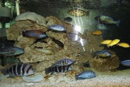 为什么养三湖瓷雕会死