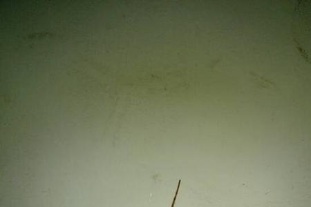 背上背着小蜘蛛的蜘蛛有毒吗