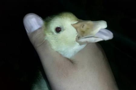 鸭子死后怎么办