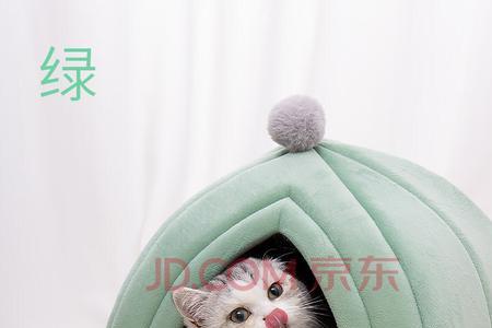 猫咪围着屋子一直转还叫