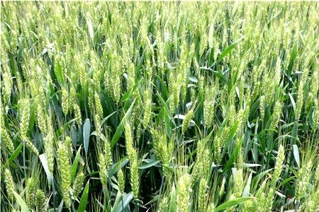 西农9718小麦种产量如何