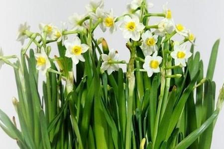 水仙花夏天开花吗