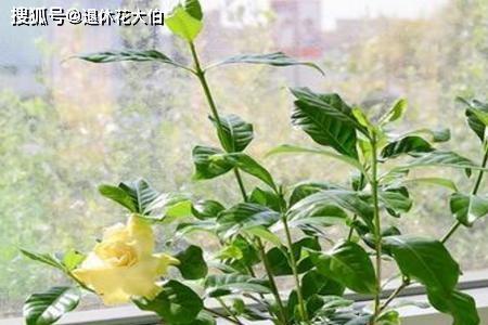 养花要换水吗