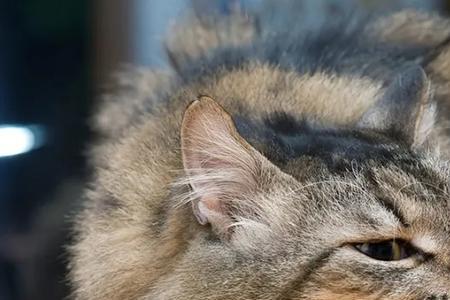 猫可以吃蟹黄么