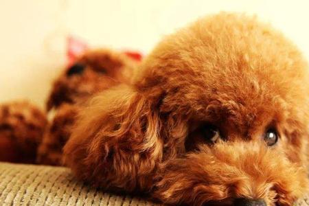 什么品种泰迪犬最聪明