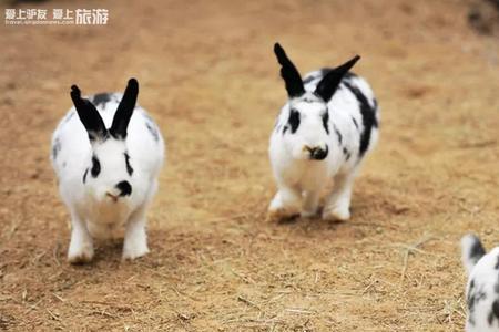 蹦蹦跳跳猜什么动物