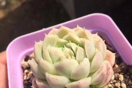 备注多肉宝宝是什么意思