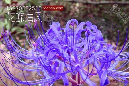 彼岸花水培繁殖方法