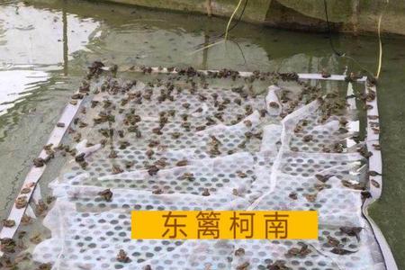 牛蛙小四脚怎样过冬