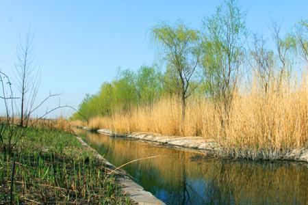 槐荫是什么意思