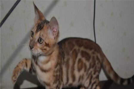孟加拉豹猫被禁养了吗