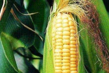 粘玉米是转基因食物吗