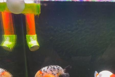 兰寿全缸泡黄粉一般要多长时间