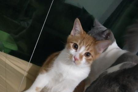 刚会跑的小猫多大