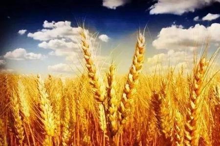 年柚是什么季节成熟