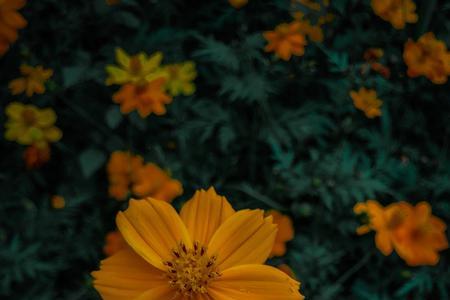 一树一花什么意思