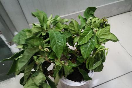 栀子花叶子对猫有毒吗