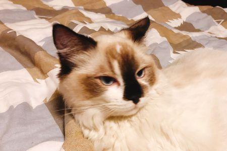 布偶猫头小身子大是什么原因