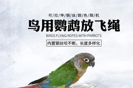鹦鹉用脚环好还是胸环好