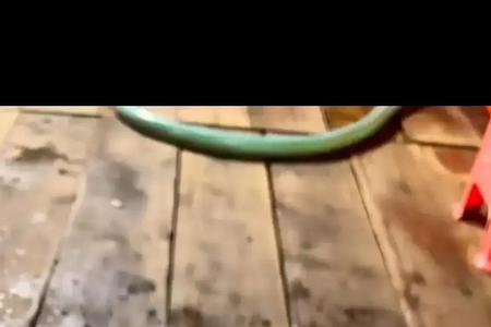 带鱼的眼睛能看到么
