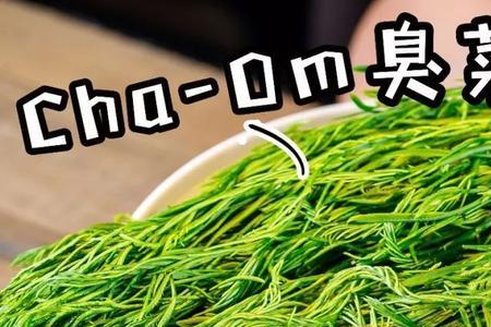 臭菜是蕨菜吗