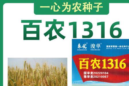 铁杆麦种有哪几样