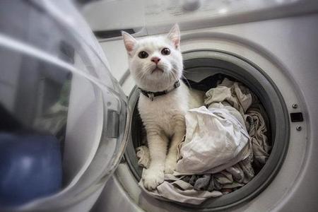 猫被洗衣机洗了怎么救