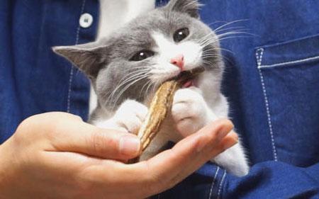 猫可以吃熟鱼刺吗