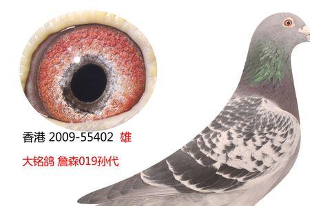 詹森信鸽有那些特点