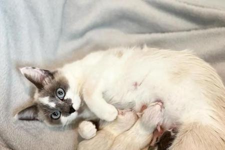 猫喜欢靠近孕妇吗